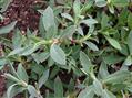 Silene vulgaris
